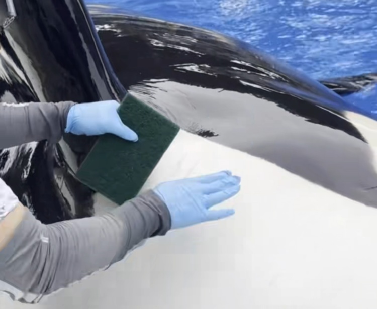 月入过万!上海急招全职“虎鲸搓澡工” 月入过万!上海急招全职“虎鲸搓澡工”