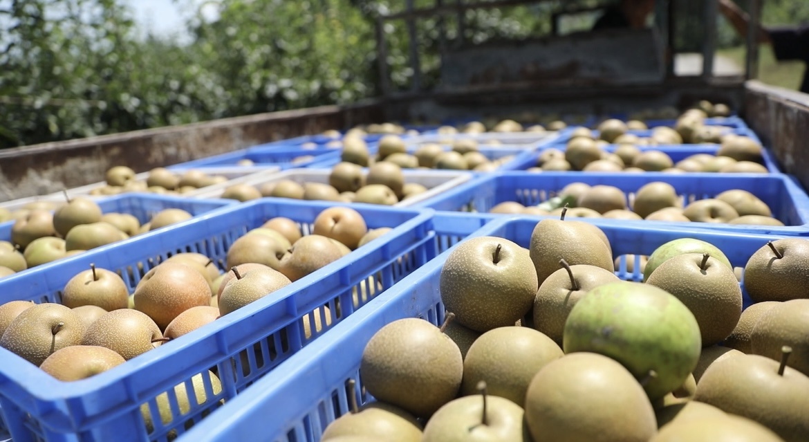 湖南永州：时令水果扎堆上新 “果篮子”催生“甜蜜经济”