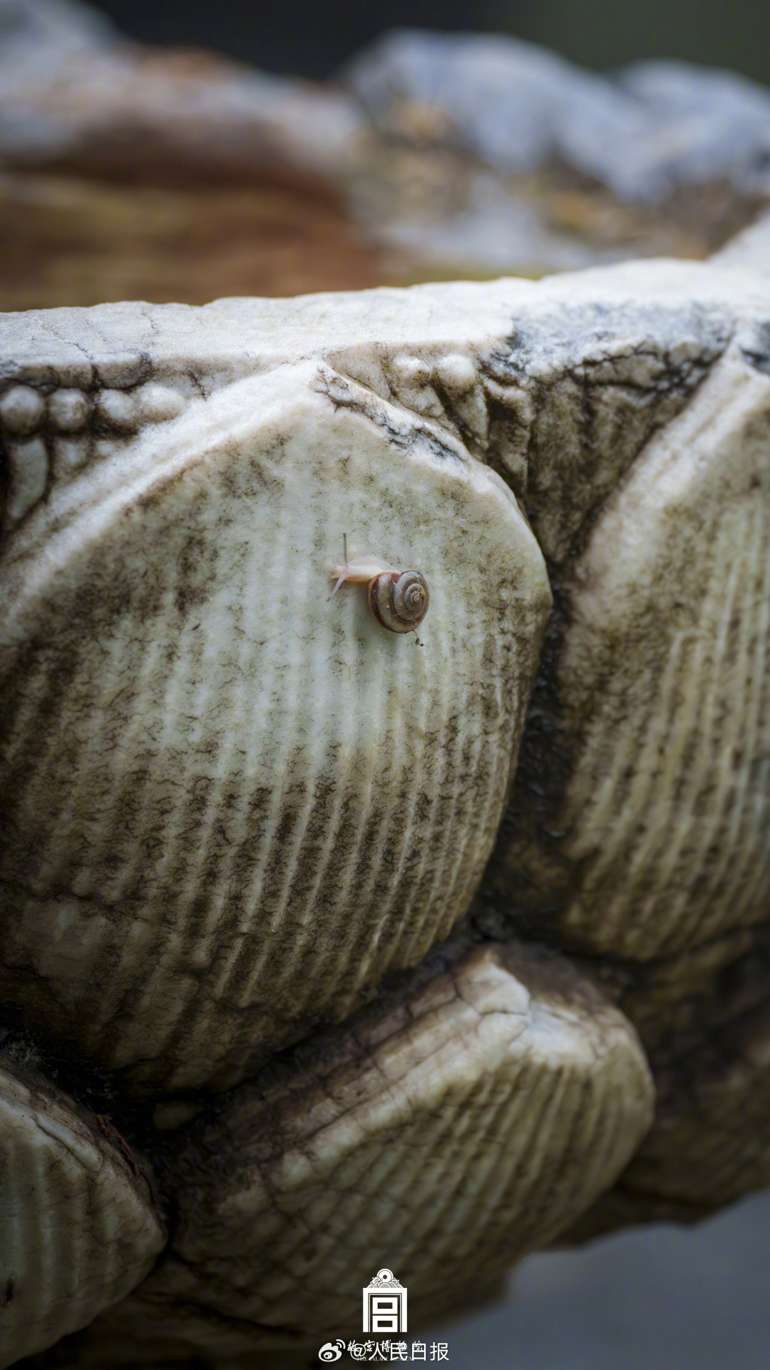 夏日故宫雨后限定美景