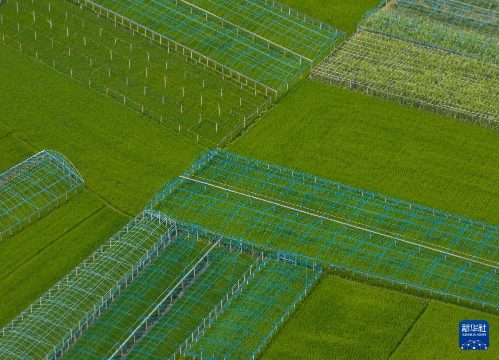 四川安宁河谷：夏日田园美如画