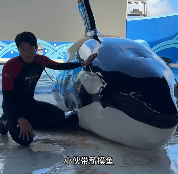 月入过万!上海急招全职“虎鲸搓澡工” 月入过万!上海急招全职“虎鲸搓澡工”