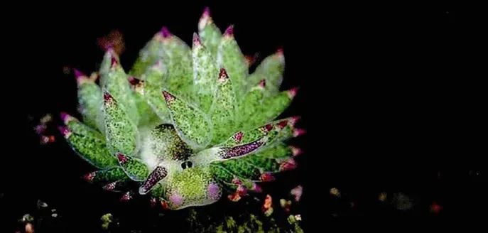 把叶绿体“偷”到自己体内，这些动物晒太阳就能活！太太太爽了