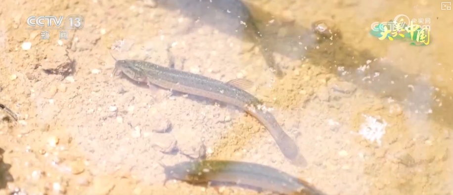 历史文化从典籍走入寻常生活 唤醒“名泉”赴一场跨越千年的生态文化之约