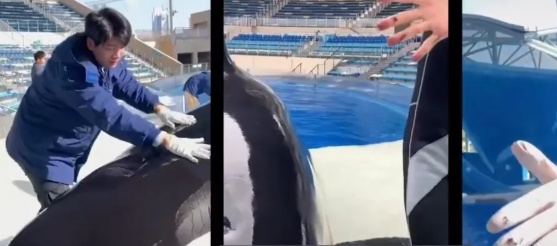 上海一海洋公园急招3名全职“虎鲸搓澡工”,月入过万! 上海一海洋公园急招3名全职“虎鲸搓澡工”,月入过万!