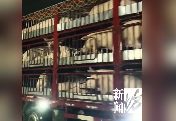 “救救我的猪！”价值30万元的猪集体中暑相继瘫软