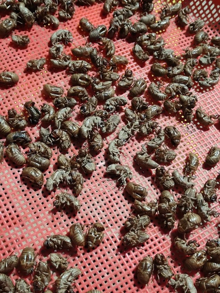 “知了壳”收购商：是中药材，行情好一公斤超千元，为了收好货下乡都在车里过夜