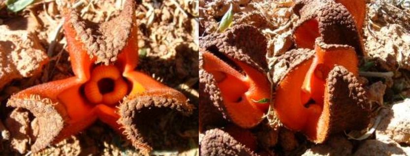 把叶绿体“偷”到自己体内，这些动物晒太阳就能活！太太太爽了