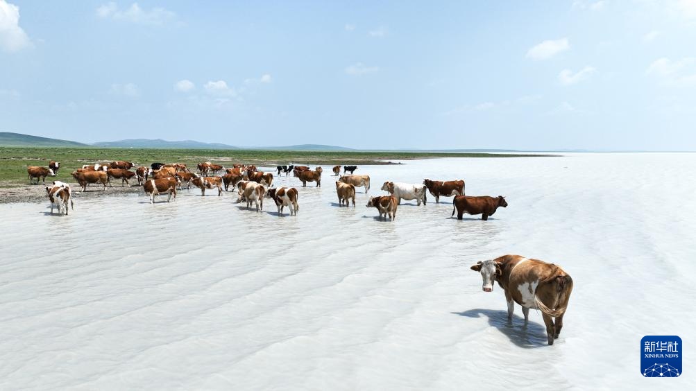 内蒙古太仆寺旗：夏日风光引游人