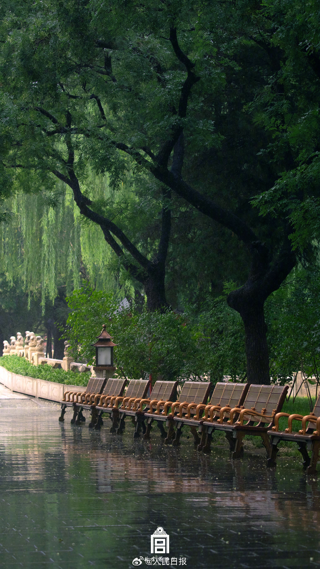 夏日故宫雨后限定美景