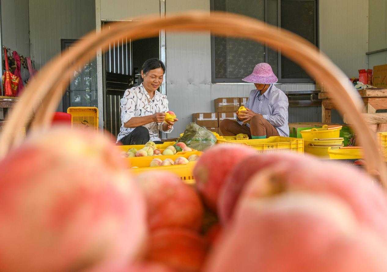 湖南永州：时令水果扎堆上新 “果篮子”催生“甜蜜经济”