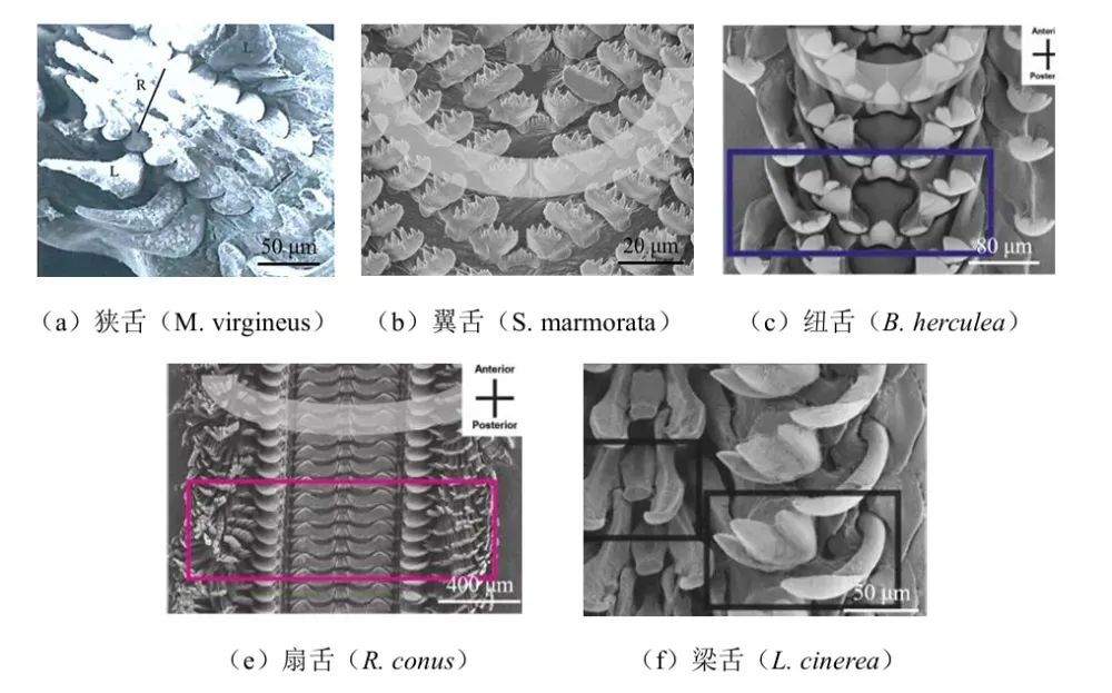 把叶绿体“偷”到自己体内，这些动物晒太阳就能活！太太太爽了
