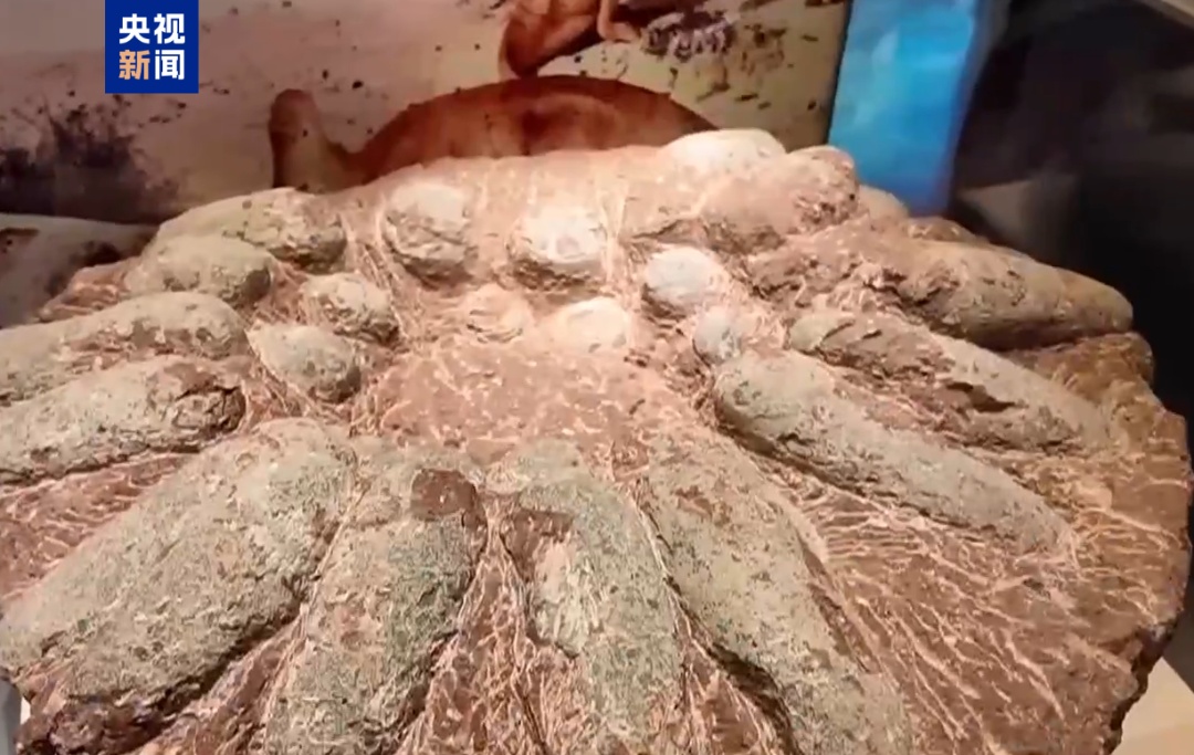 谁家博物馆还没个“显眼包”了！网友：那长得也是相当别致