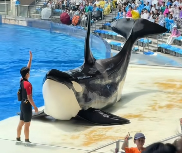 月入过万!上海急招全职“虎鲸搓澡工” 月入过万!上海急招全职“虎鲸搓澡工”