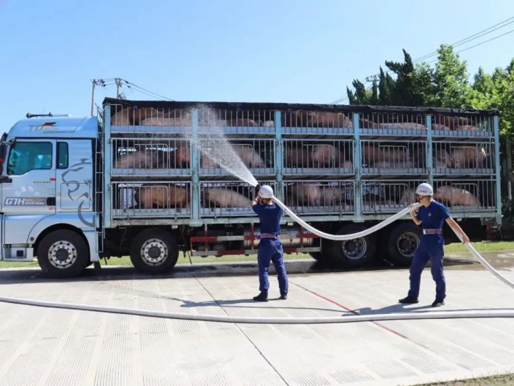 “救救我的猪！”价值30万元的猪集体中暑相继瘫软