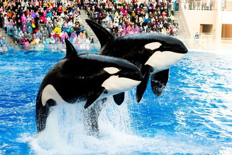 月入过万!上海急招全职“虎鲸搓澡工” 月入过万!上海急招全职“虎鲸搓澡工”