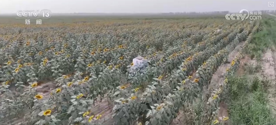沙漠套种藏着科学种植智慧 怒放向日葵与成熟孜然共绘丰收画卷