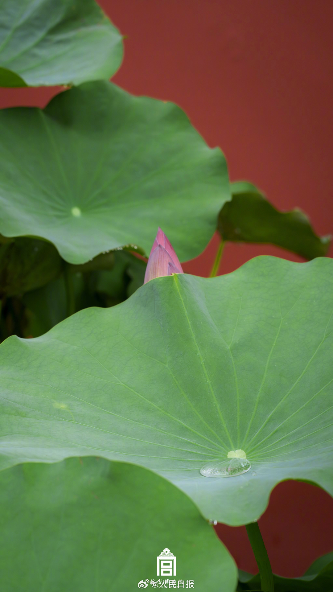 夏日故宫雨后限定美景