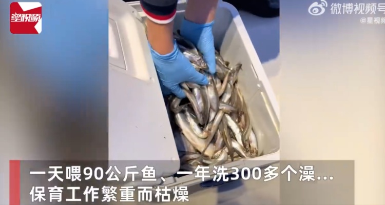 月入过万!上海急招全职“虎鲸搓澡工” 月入过万!上海急招全职“虎鲸搓澡工”