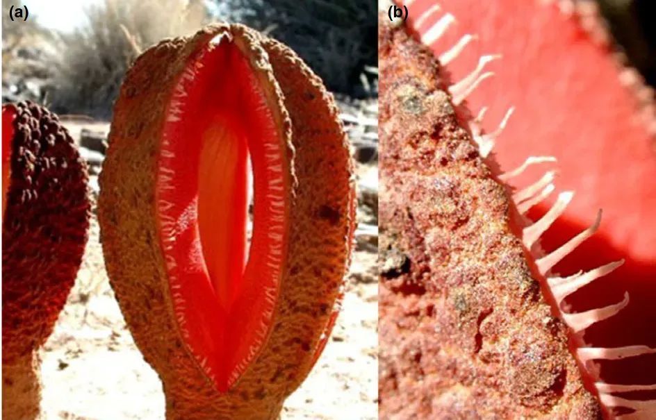 把叶绿体“偷”到自己体内，这些动物晒太阳就能活！太太太爽了