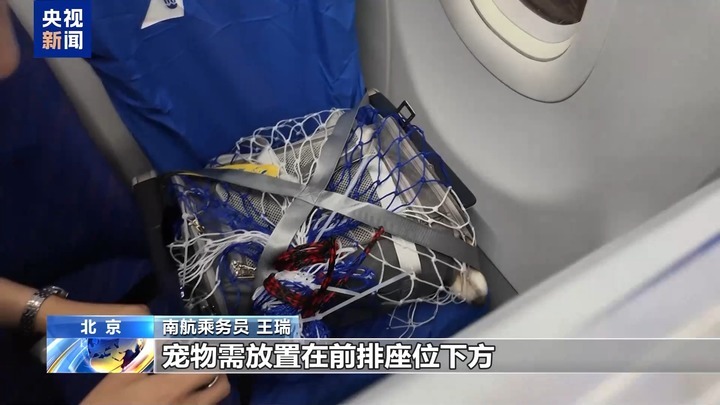 暑运宠物出行服务升级 还有“毛孩子”专属特色游上新