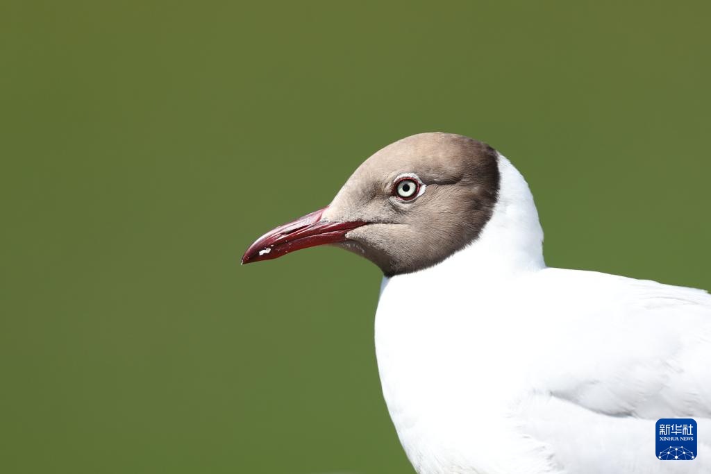 高原湿地 人鸥同乐