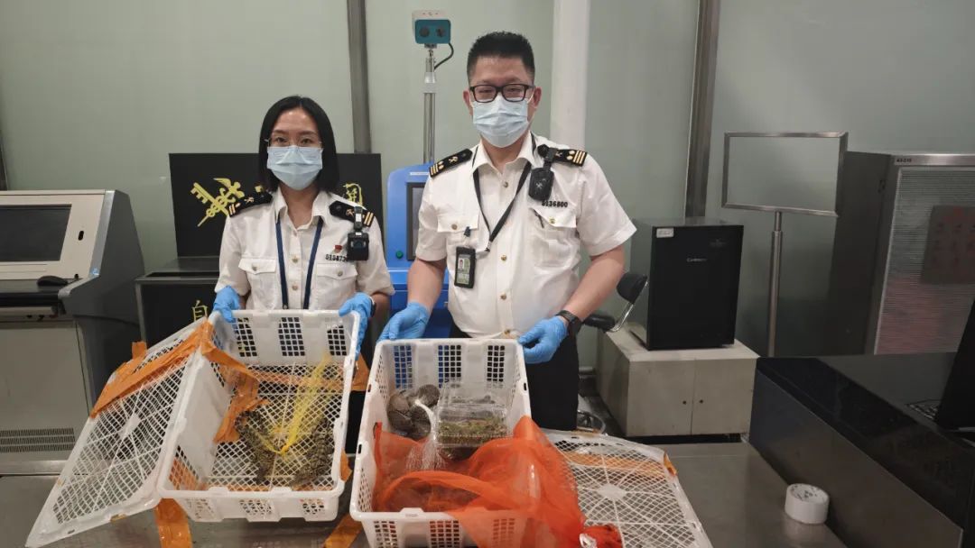 一男子行李箱惊现“移动动物园”,广州海关现场查获濒危物种乌龟30只、幼体鳄鱼2只 一男子行李箱惊现“移动动物园”,广州海关现场查获濒危物种乌龟30只、幼体鳄鱼2只