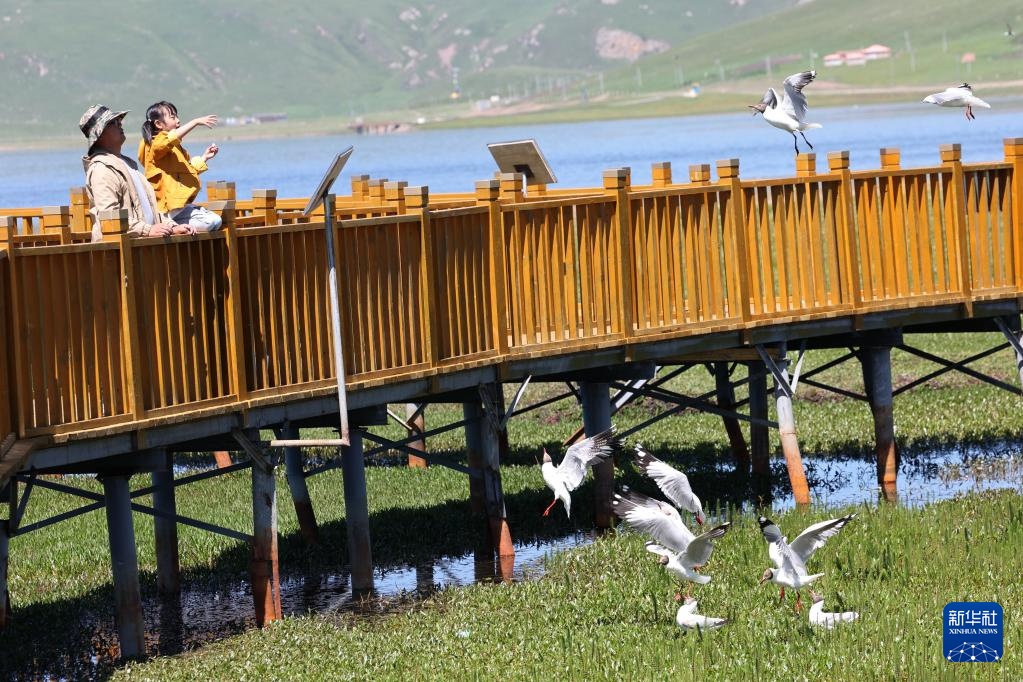 高原湿地 人鸥同乐