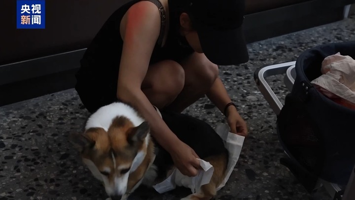 暑运宠物出行服务升级 还有“毛孩子”专属特色游上新