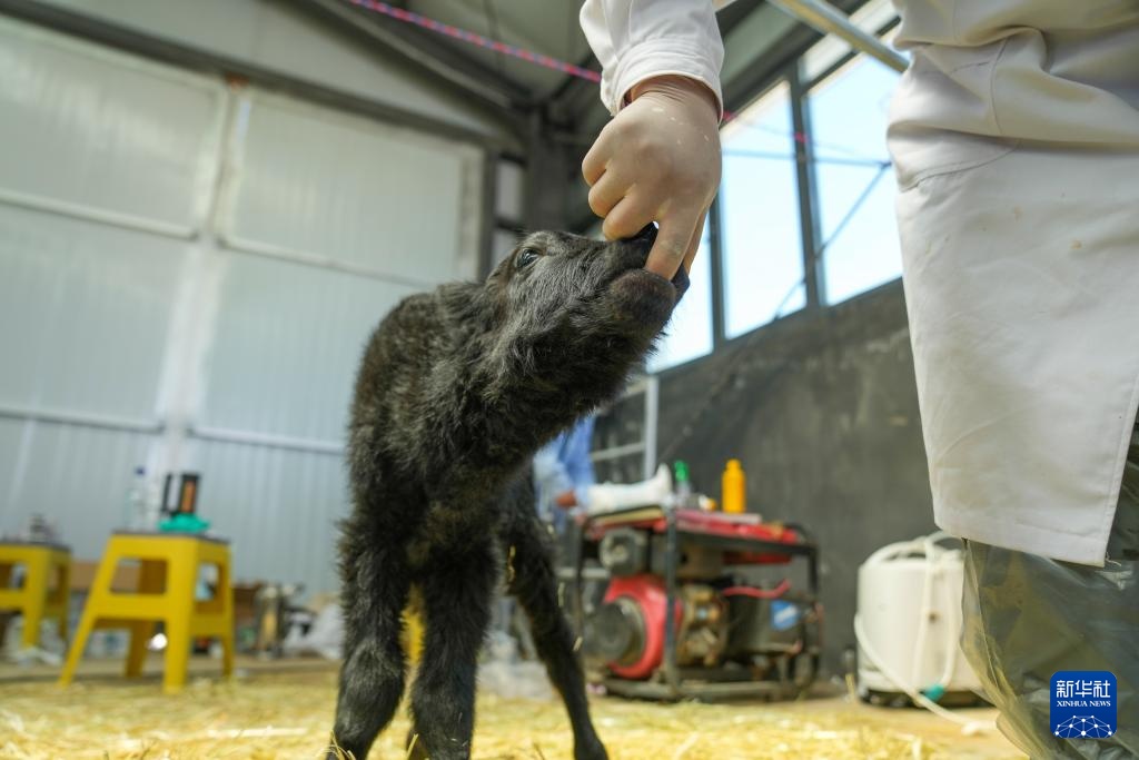 我国科学家成功克隆牦牛
