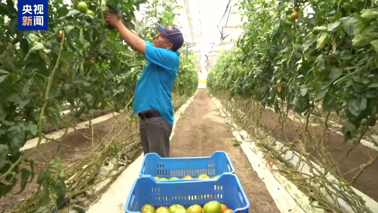 美墨“番茄协议”将到期 美经销商：关税将导致番茄涨价