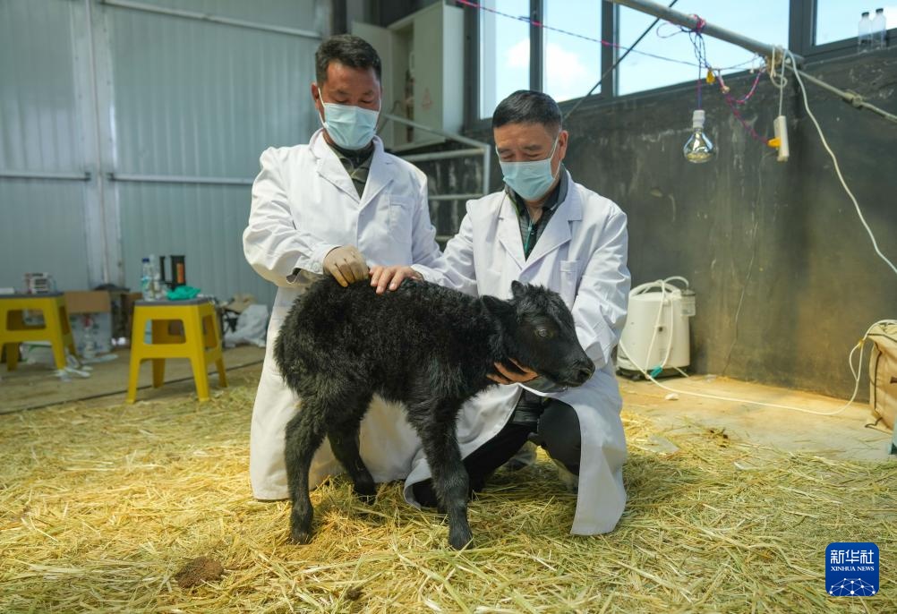 我国科学家成功克隆牦牛