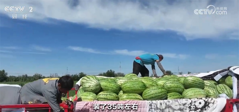 新疆昌吉超万亩西瓜绘就夏日好“丰”光 市场供销两旺
