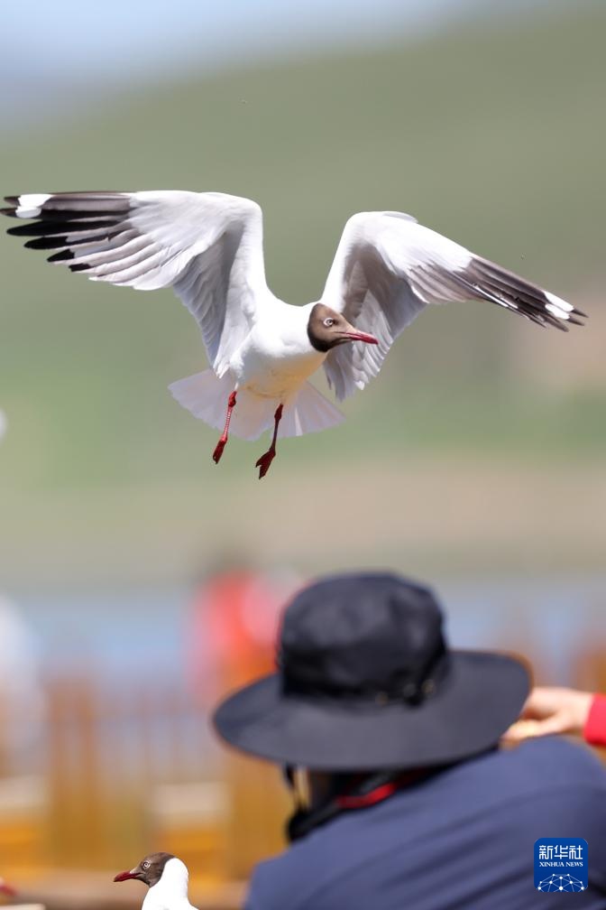 高原湿地 人鸥同乐