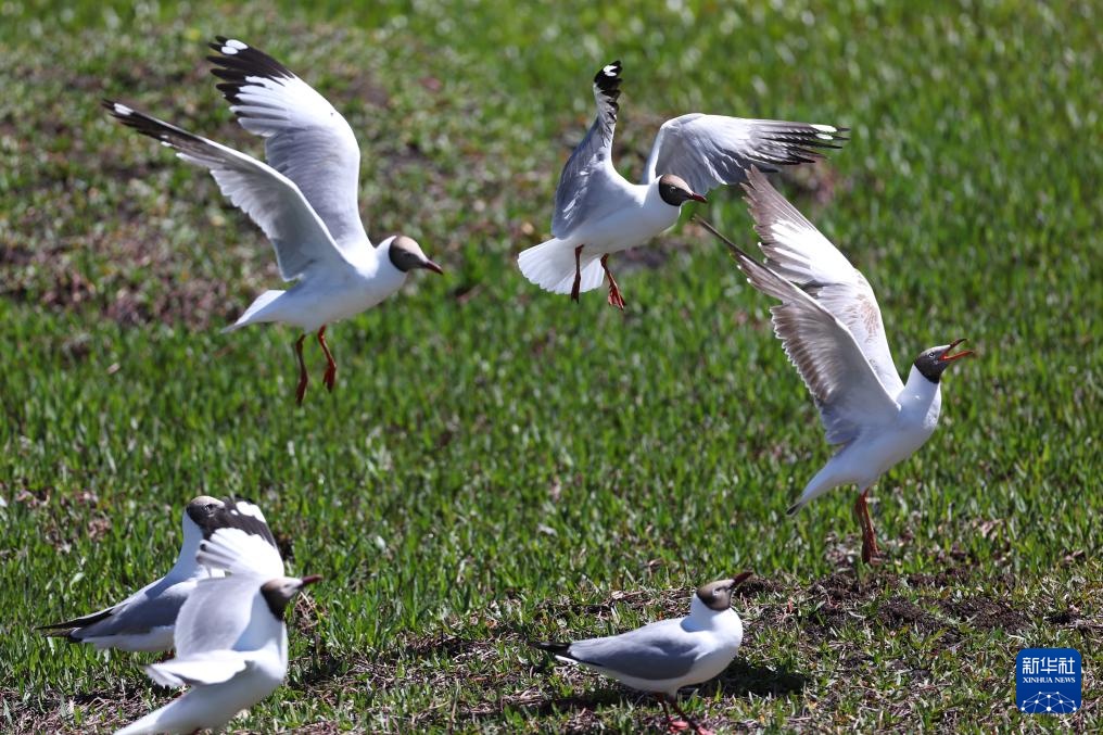 高原湿地 人鸥同乐
