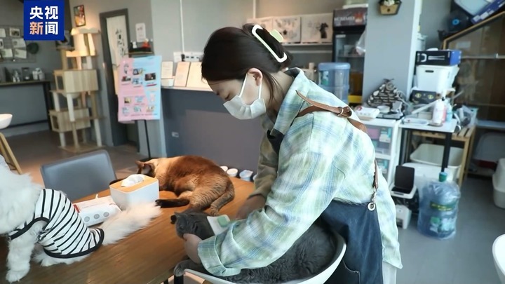 暑运宠物出行服务升级 还有“毛孩子”专属特色游上新