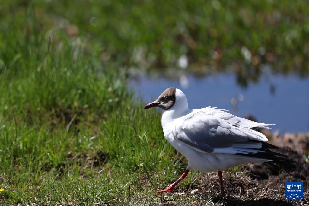 高原湿地 人鸥同乐