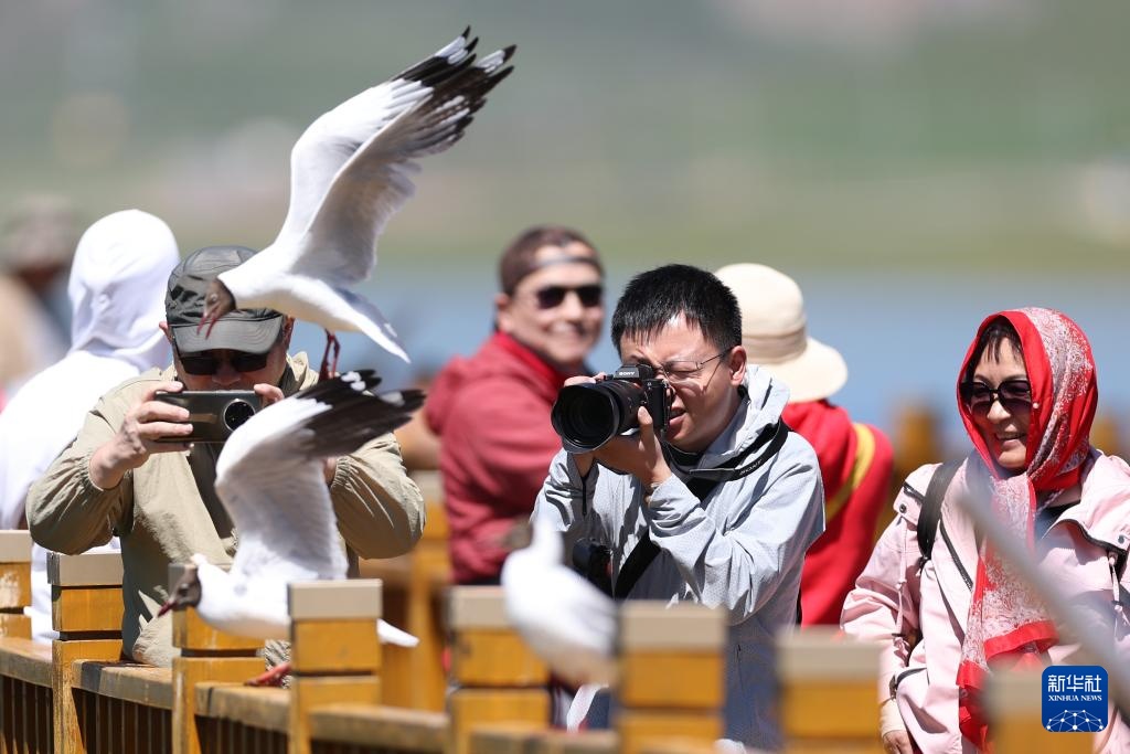 高原湿地 人鸥同乐