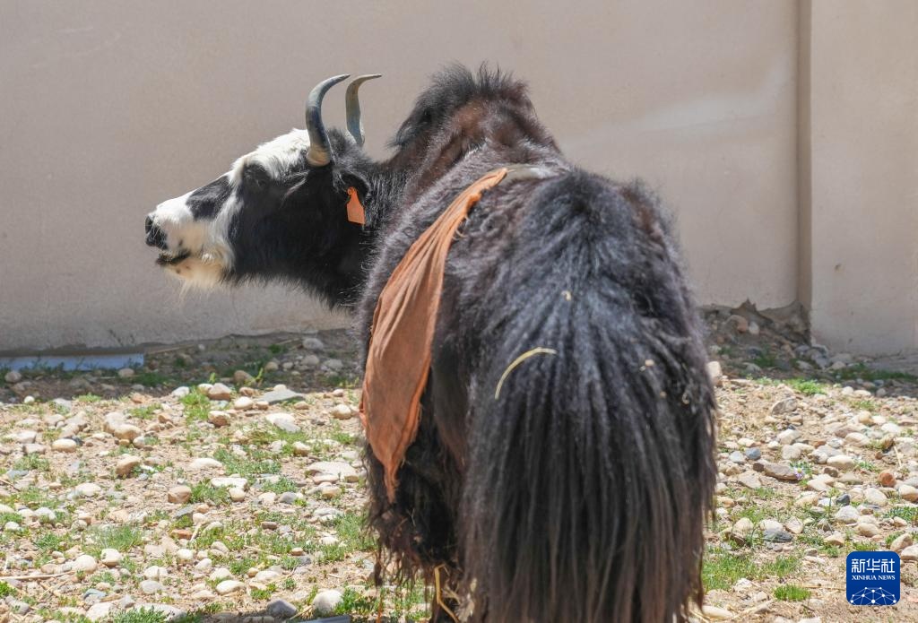 我国科学家成功克隆牦牛
