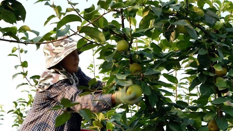 江西峡江:2.6万亩翠冠梨开园采摘 甜蜜产业助农增收 江西峡江:2.6万亩翠冠梨开园采摘 甜蜜产业助农增收