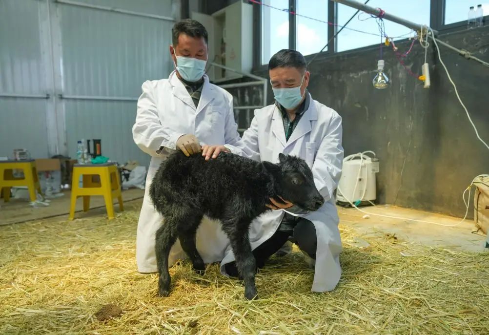 克隆牦牛,成功! 克隆牦牛,成功!