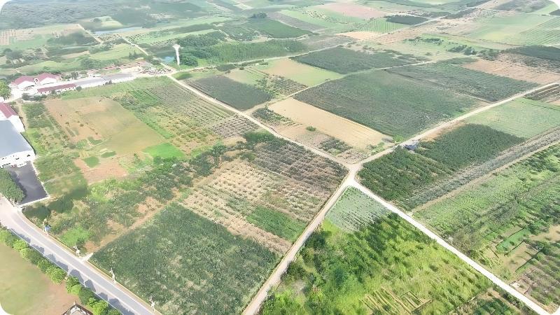 江西峡江:2.6万亩翠冠梨开园采摘 甜蜜产业助农增收 江西峡江:2.6万亩翠冠梨开园采摘 甜蜜产业助农增收