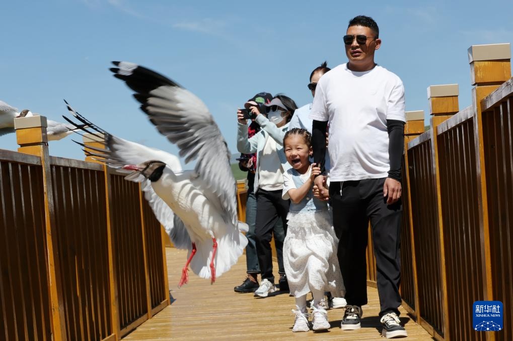 高原湿地 人鸥同乐
