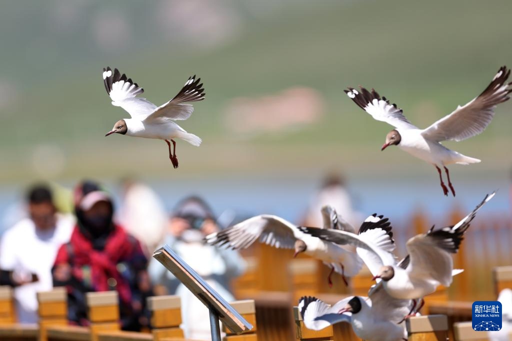 高原湿地 人鸥同乐