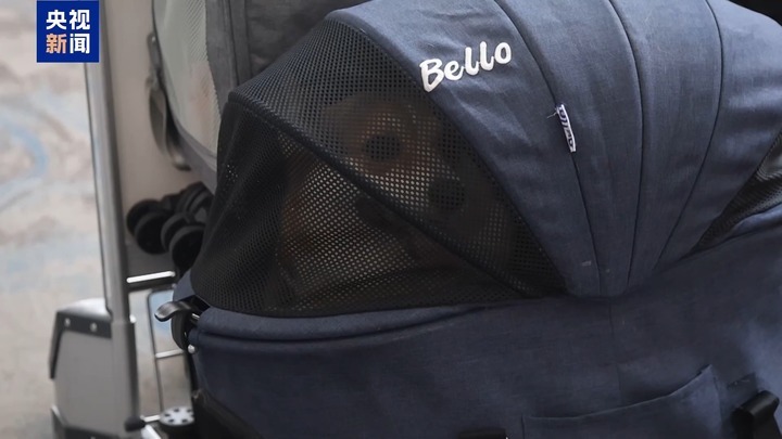 暑运宠物出行服务升级 还有“毛孩子”专属特色游上新