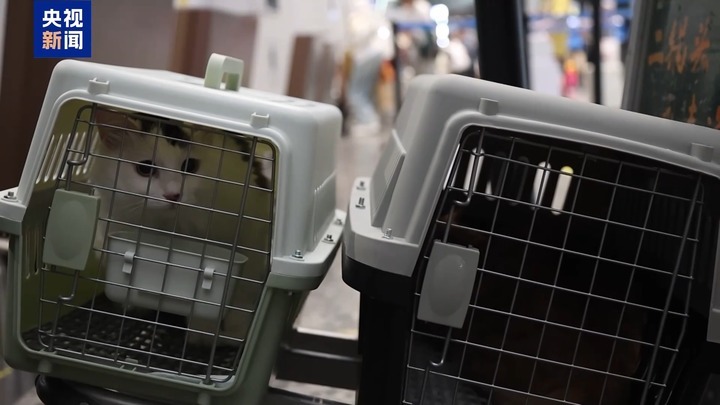 暑运宠物出行服务升级 还有“毛孩子”专属特色游上新