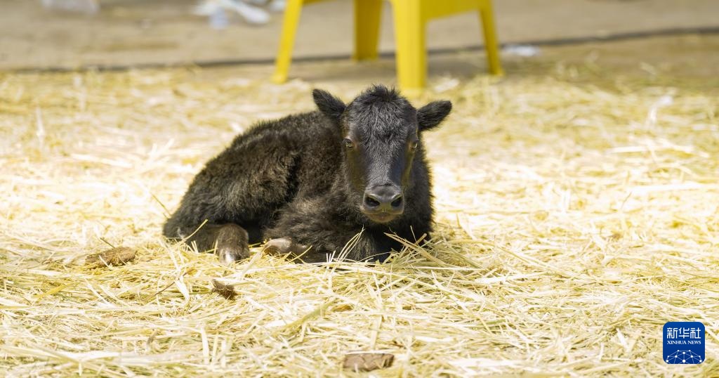 我国科学家成功克隆牦牛