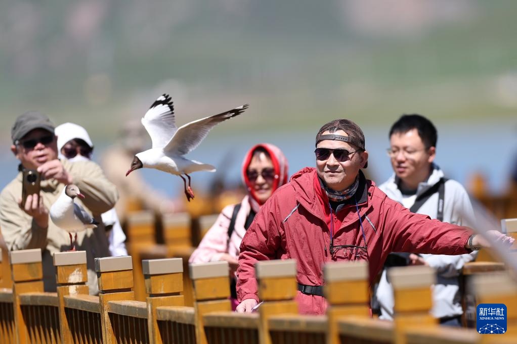 高原湿地 人鸥同乐