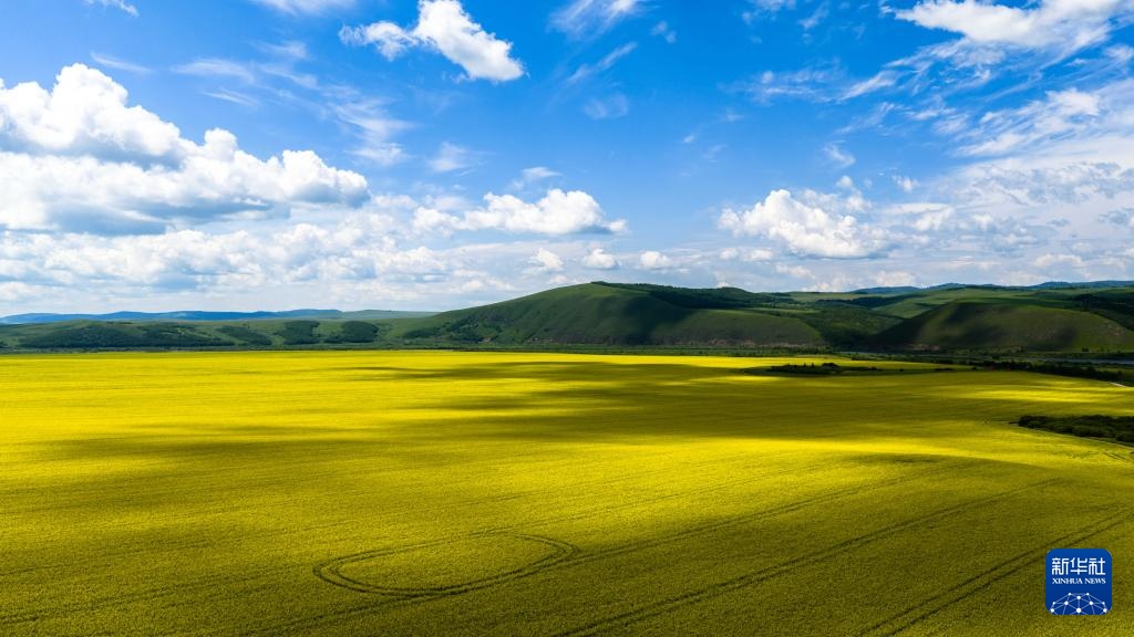 美丽中国丨内蒙古额尔古纳:油菜花海醉游人 美丽中国丨内蒙古额尔古纳:油菜花海醉游人
