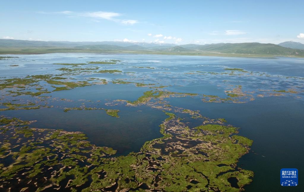 高原湿地 人鸥同乐