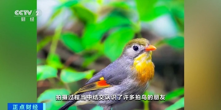 “观鸟”“拍鸟”受青睐 热门摄影器材销量攀升 “观鸟”“拍鸟”受青睐 热门摄影器材销量攀升